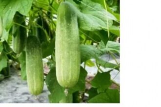 Good news for hill-slope horticulturists before Ganesh Chaturthi