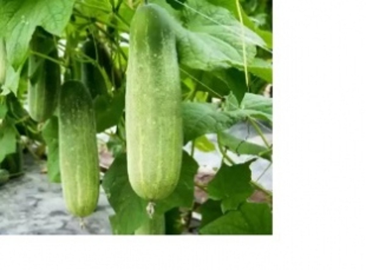 Good news for hill-slope horticulturists before Ganesh Chaturthi