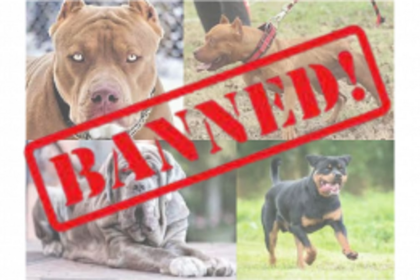 Government Imposes Ban on Import, Breeding, and Sale of Dangerous Dog Breeds Including Pitbull and Bulldog