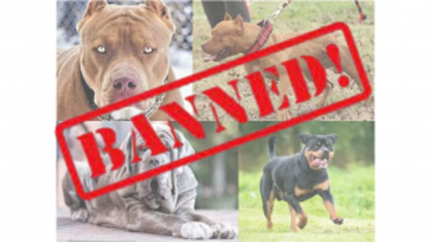 Government Imposes Ban on Import, Breeding, and Sale of Dangerous Dog Breeds Including Pitbull and Bulldog