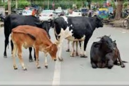 Government to Penalize Dairy Farmers for Stray Cattle on Roads