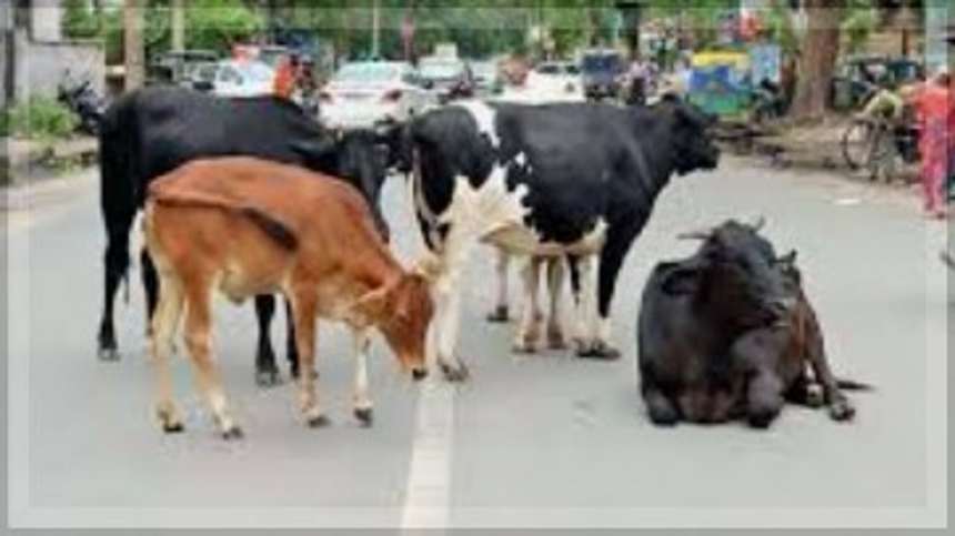 Government to Penalize Dairy Farmers for Stray Cattle on Roads 1 Government to Penalize Dairy Farmers for Stray Cattle on Roads