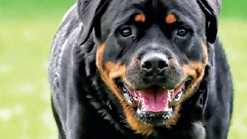 Governor clears law to ban ferocious breeds in Goa