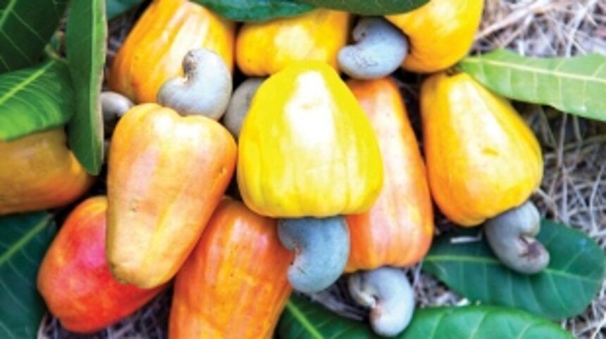 Govt announces grant of GI tag for ‘Goan Cashew’ 1 Govt announces grant of GI tag for ‘Goan Cashew’
