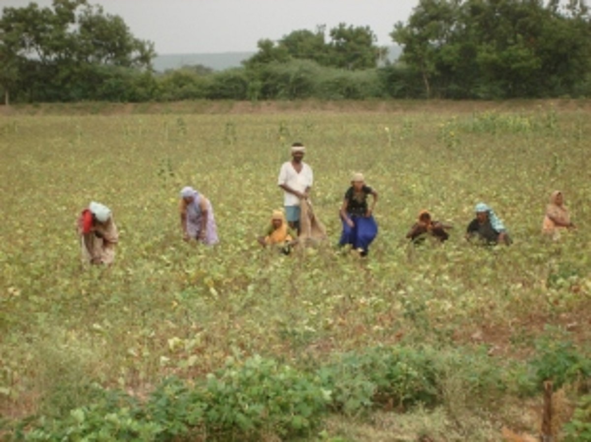 Govt begins to give  compensation to  farmers for crop loss