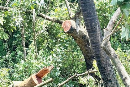 Govt call to protecting heritage trees flies in the face of rampant illegal felling in Velsao