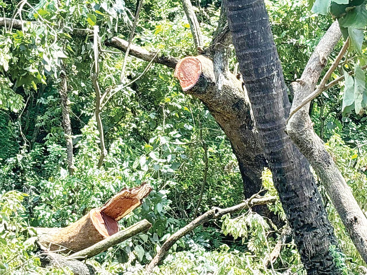 Govt call to protecting heritage trees flies in the face of rampant illegal felling in Velsao