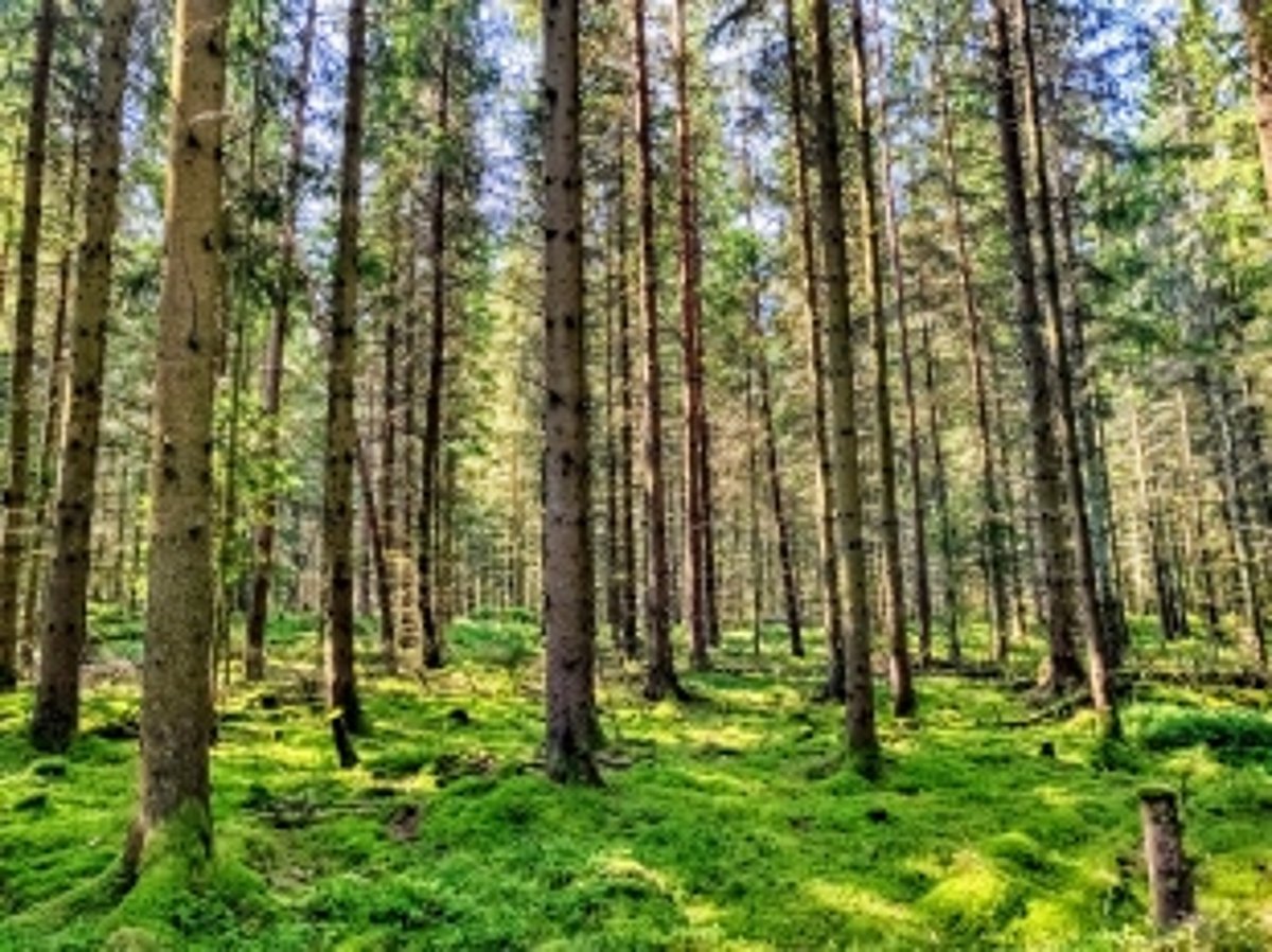 Govt constitutes 7 teams  to identify private forest