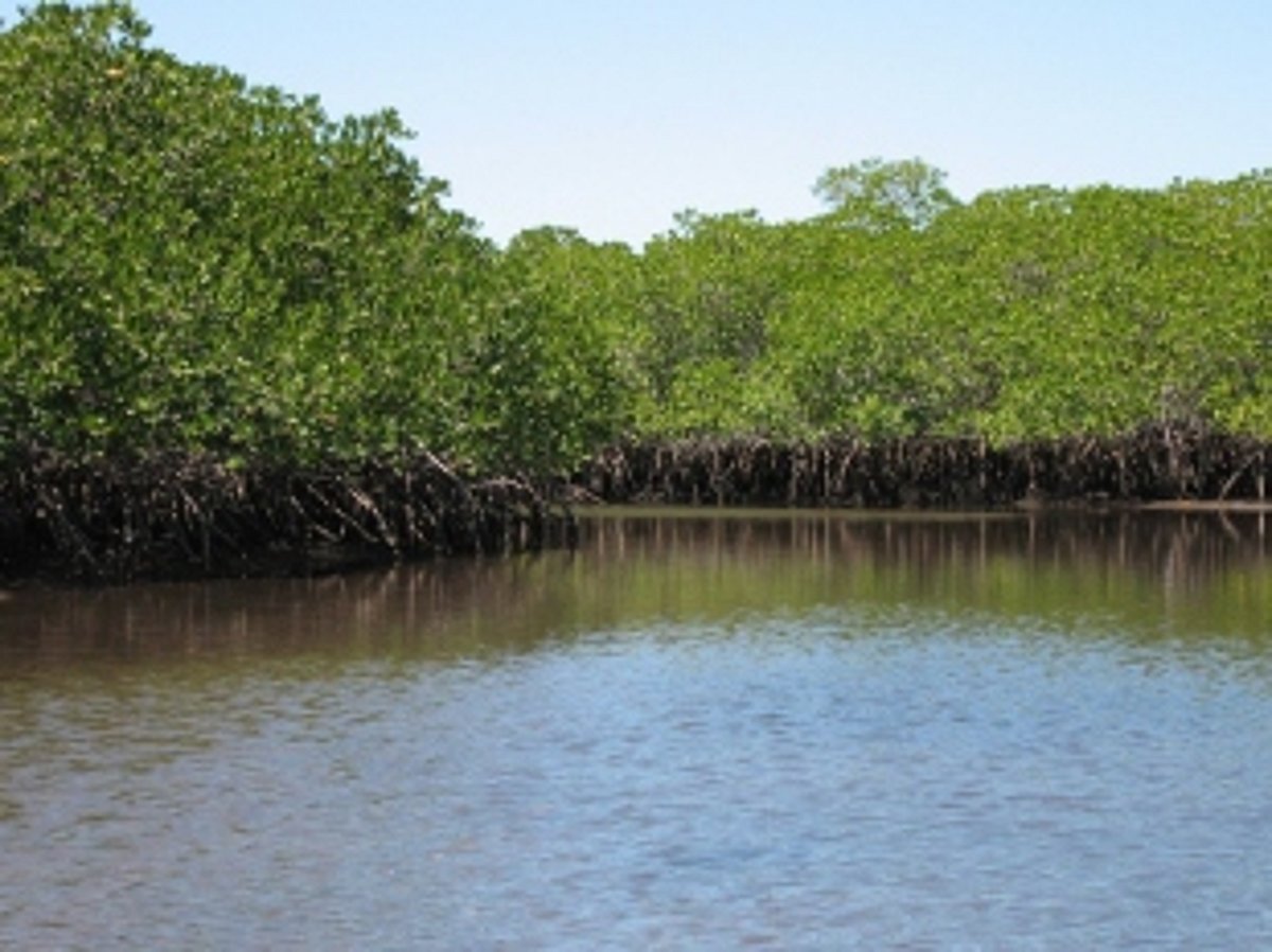 Govt directed to submit report on  khazan, mangrove destruction