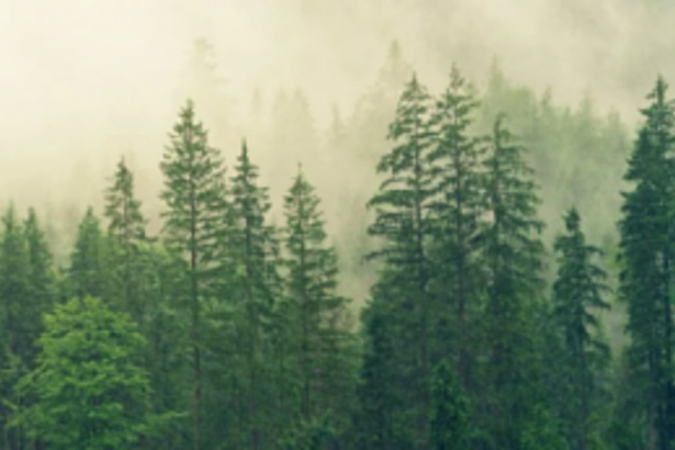 Govt directs FRCs to settle  forest right claims in 6 months