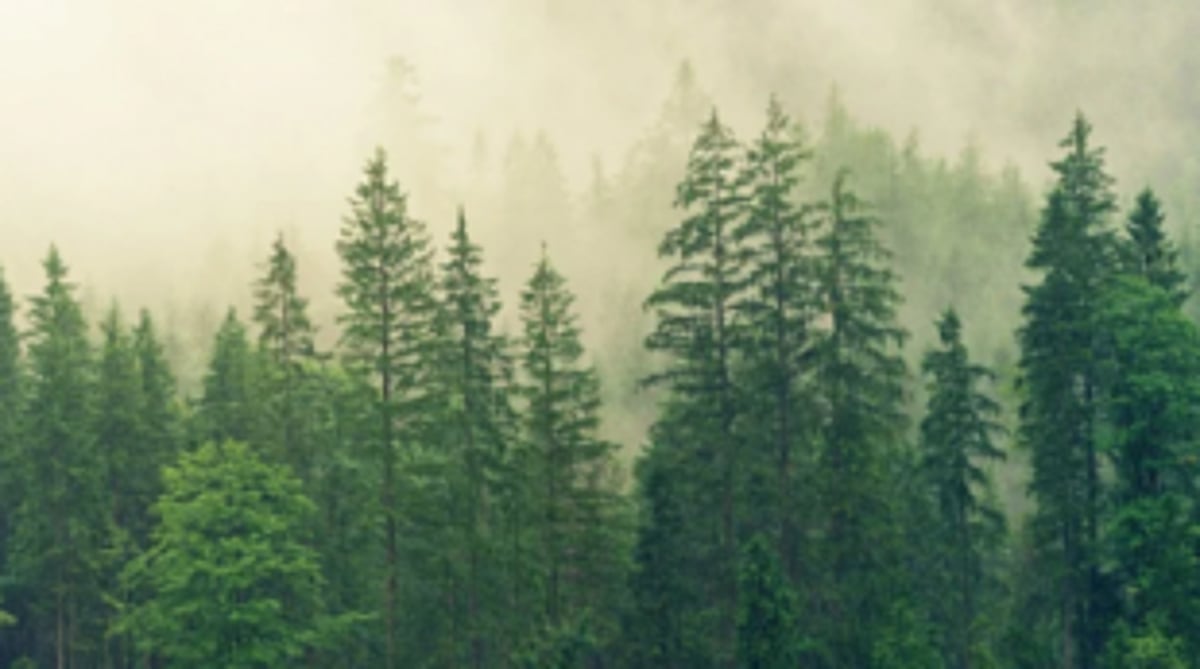 Govt directs FRCs to settle  forest right claims in 6 months