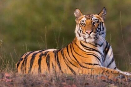 Govt has no option but to notify Mhadei Sanctuary as Tiger Reserve: Kerkar