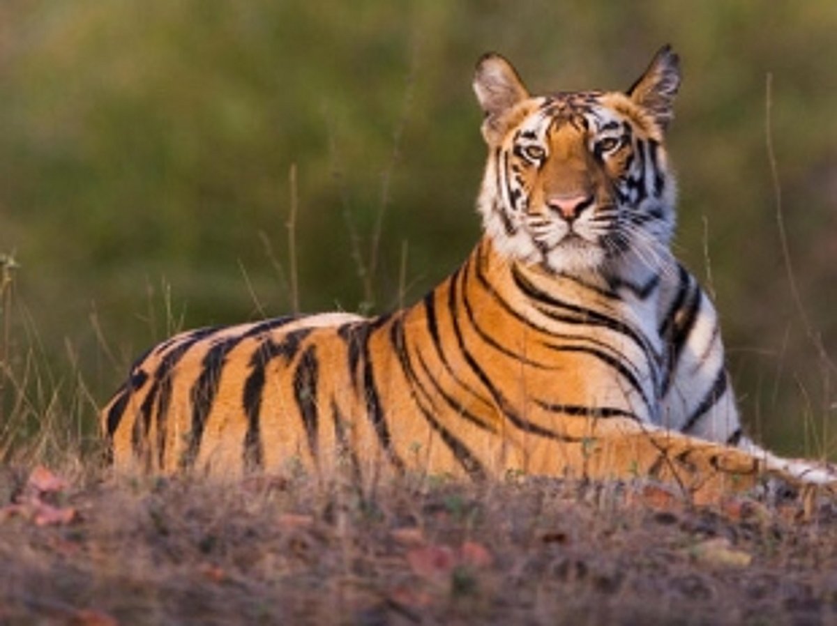 Govt has no option but to notify Mhadei Sanctuary as Tiger Reserve: Kerkar
