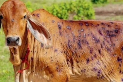 Govt has no plans of imposing ban on import of cattle even as LSD flares up