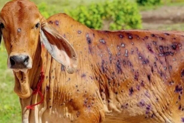 Govt has no plans of imposing ban on import of cattle even as LSD flares up