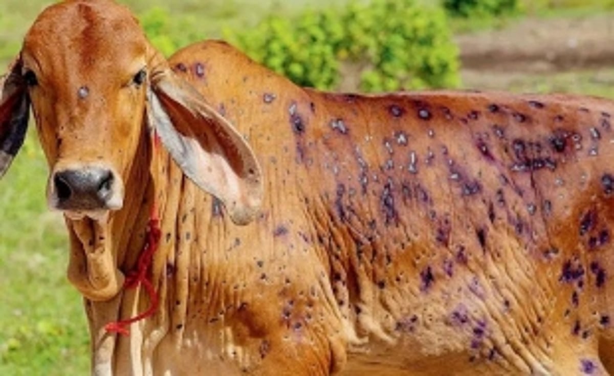 Govt has no plans of imposing ban on import of cattle even as LSD flares up