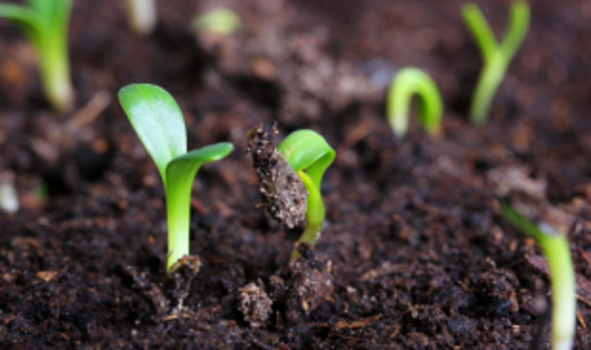 Govt initiates organic farming with 900 farmers from Salcete and Mormugao 1 Govt initiates organic farming with 900 farmers from Salcete and Mormugao