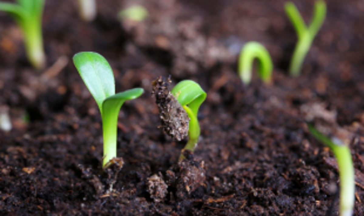 Govt initiates organic farming with 900 farmers from Salcete and Mormugao