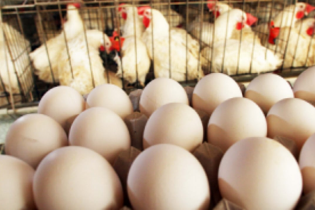 Govt lifts blanket ban  on chickens, eggs