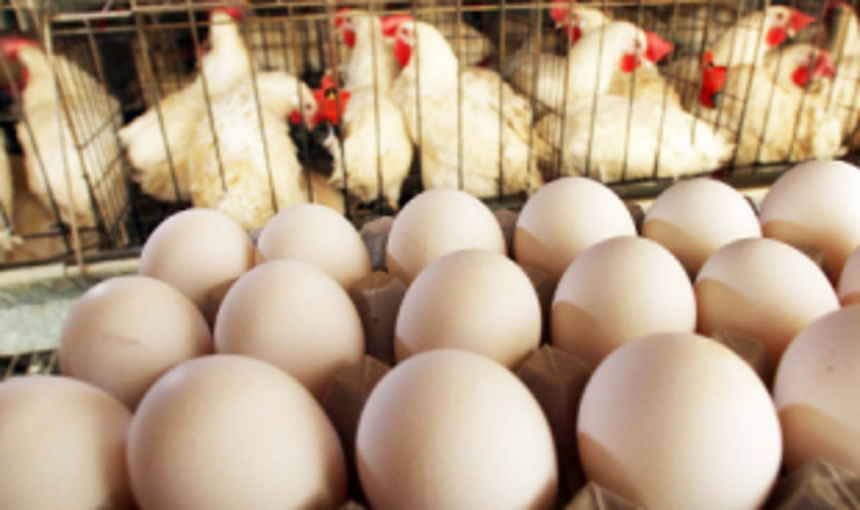 Govt lifts blanket ban on chickens, eggs