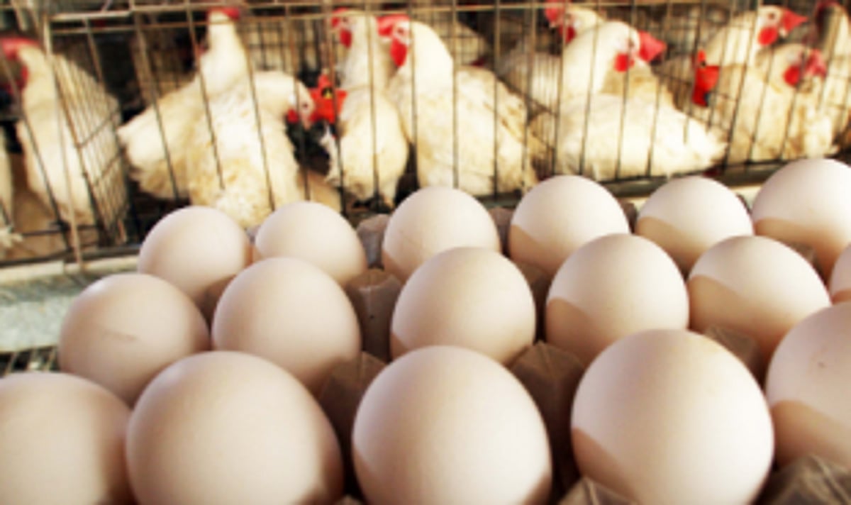 Govt lifts blanket ban  on chickens, eggs