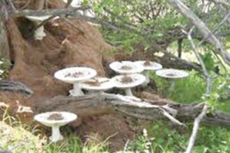 Govt likely to impose total ban on ‘Roen Alami’ mushrooms consumption