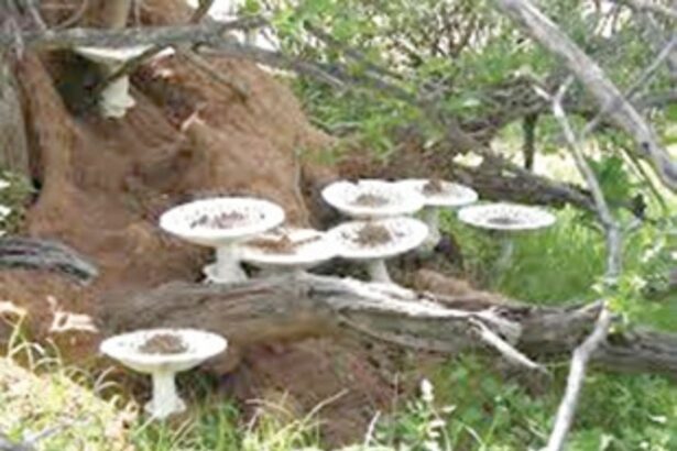 Govt likely to impose total ban on ‘Roen Alami’ mushrooms consumption