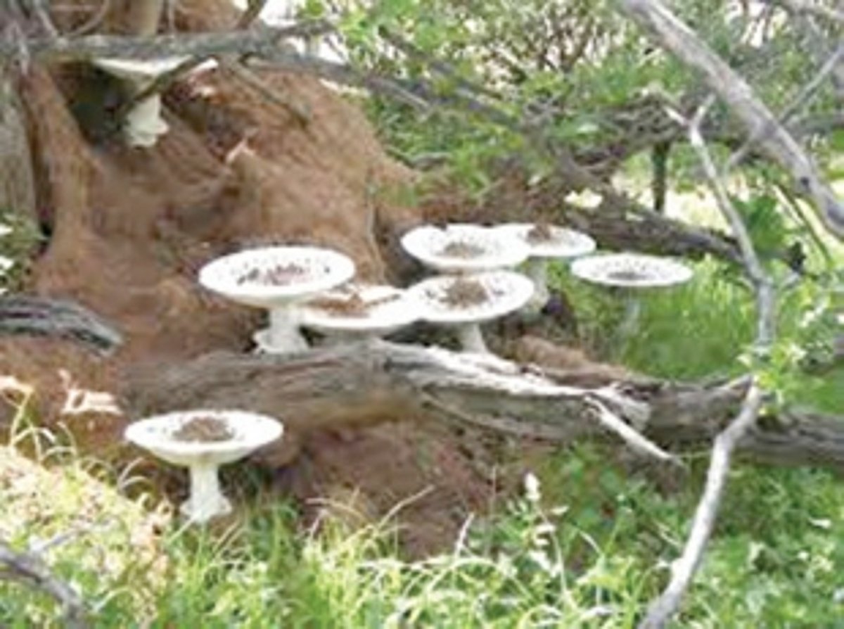 Govt likely to impose total ban on ‘Roen Alami’ mushrooms consumption