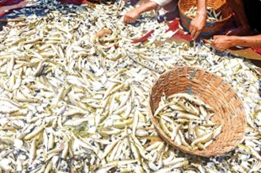 Govt makes ‘registration’ mandatory for fish traders, vendors