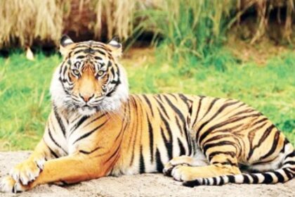 Govt moves Supreme Court to make Mhadei forests and ‘Mother Mhadei’ remain vulnerable