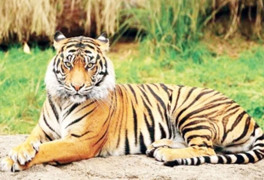 Govt moves Supreme Court to make Mhadei forests and ‘Mother Mhadei’ remain vulnerable 1 Govt moves Supreme Court to make Mhadei forests and ‘Mother Mhadei’ remain vulnerable