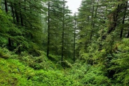 Govt notifies 45.51 lakh square metres area across Goa as private forest