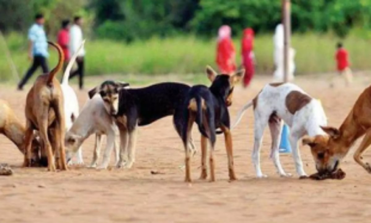 Govt notifies scheme to protect, rescue animals