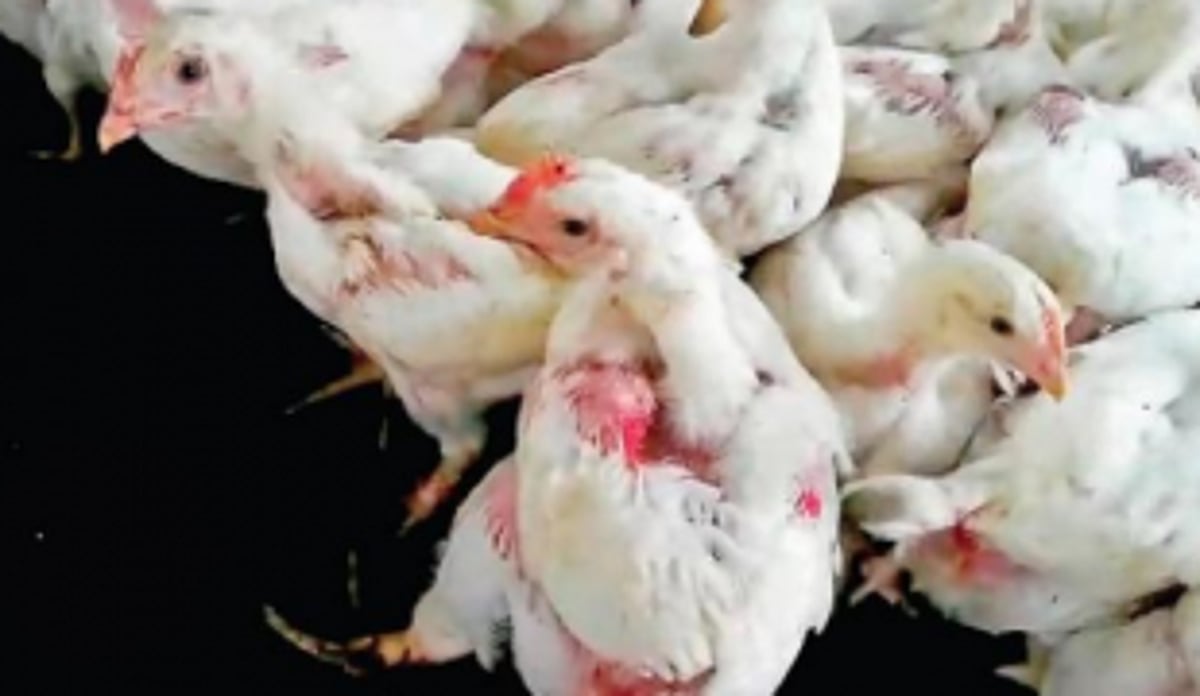 Govt prohibits transport & entry of birds, eggs from Maharashtra and Karnataka