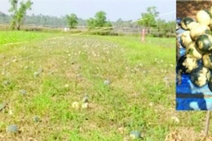 Govt should take corrective measures to restore watermelon growers' confidence