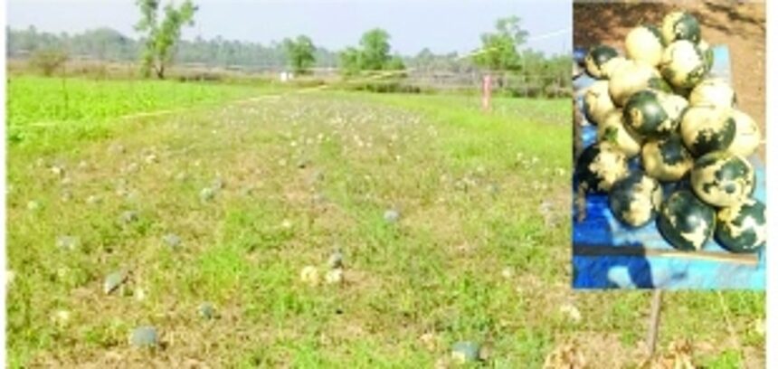 Govt should take corrective measures to restore watermelon growers' confidence