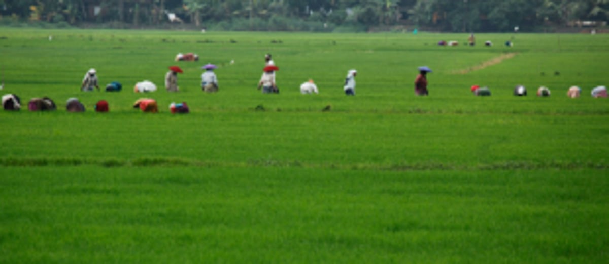 Govt to conduct  Agriculture Census