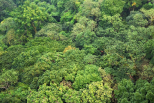 Govt to draft action plan for REDD