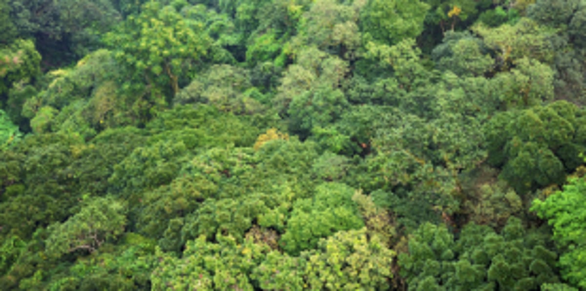 Govt to draft action plan for REDD