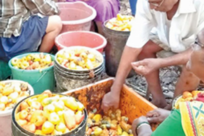 Govt to modify cashew scheme