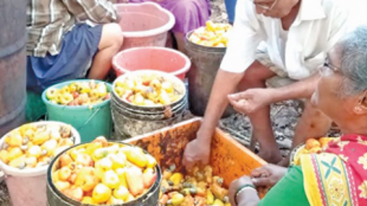 Govt to modify cashew scheme