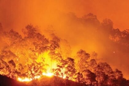 Govt to plant trees in forest areas, wildlife sanctuaries burnt in fires