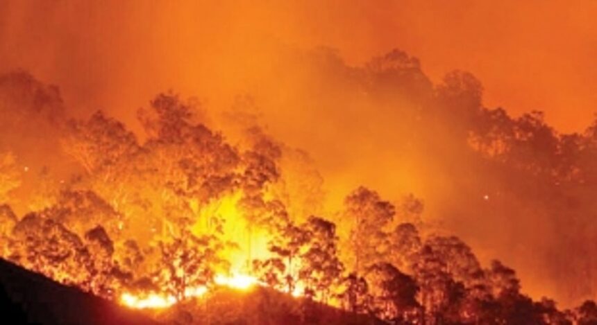 Govt to plant trees in forest areas, wildlife sanctuaries burnt in fires