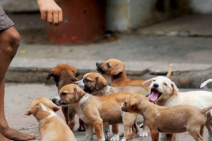 Govt to set up 24x7 quick response call  centre, mobile clinic for injured stray animals