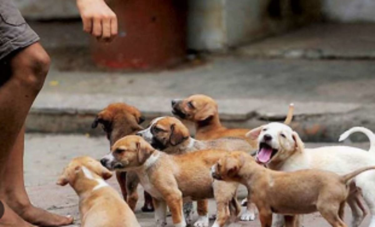 Govt to set up 24x7 quick response call  centre, mobile clinic for injured stray animals