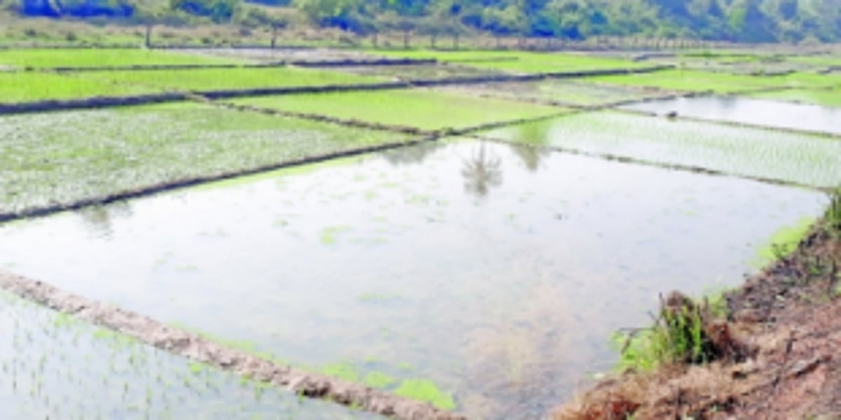 Govt to solve irrigation  related issues of farmers