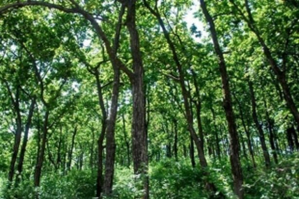 Govt to ‘involve’ external agencies in managing forest properties