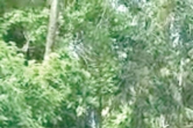 Govt urged to complete Gonsua-Betalbatim road