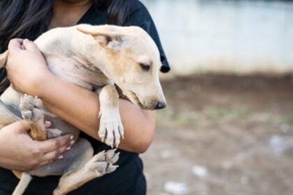 Govt urged to start 24x7 helpline service for injured animals