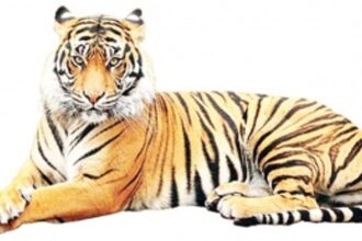 Govt’s ‘No’ to Tiger Reserve was to resume mining activity in forest areas, NGO charges